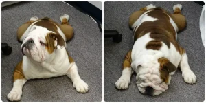 Hank the dog